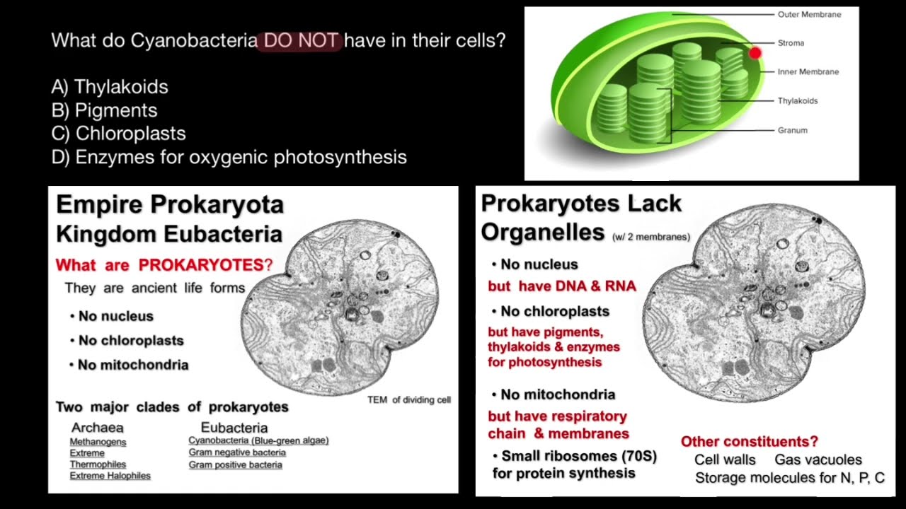 Cyanobacteria Morphology and Cell Structure