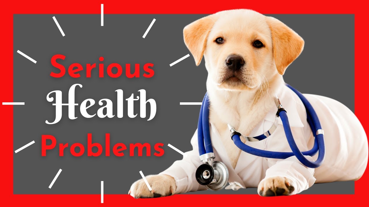 5 Dog breeds with SEVERE health issues