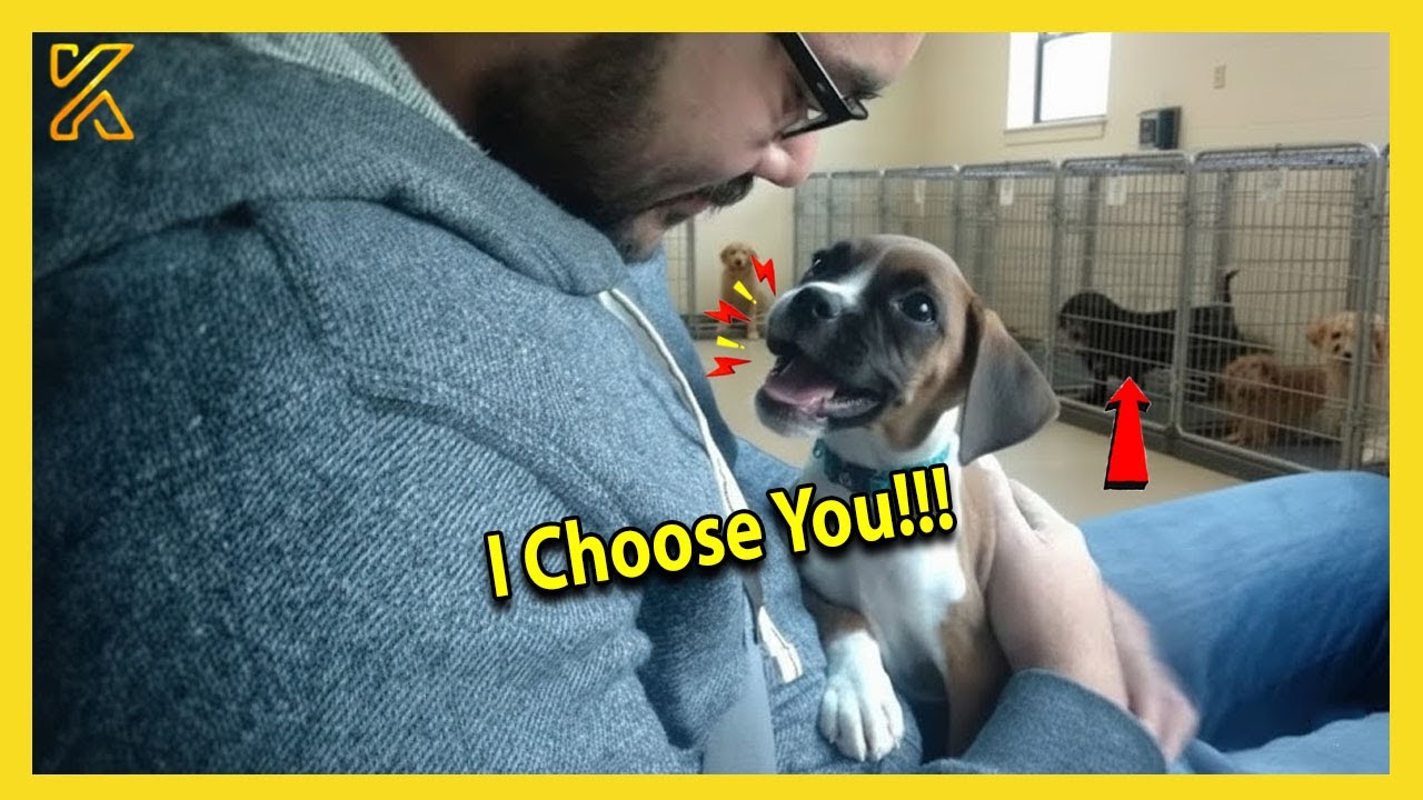 🐶 When the Dog at the Adoption Center Chooses You as Their Owner 🐶❤️