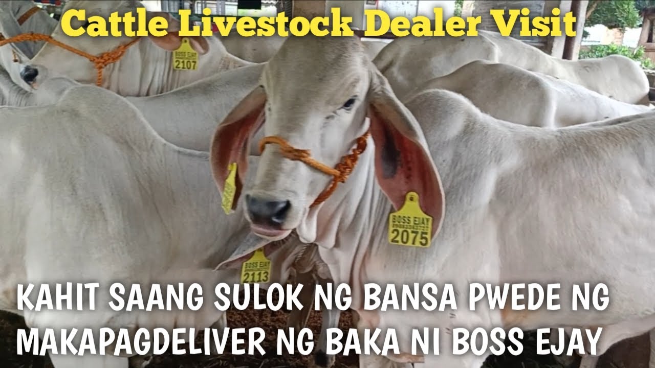 Mga Bakang Indu Braman tatak Boss Ejay Livestock..