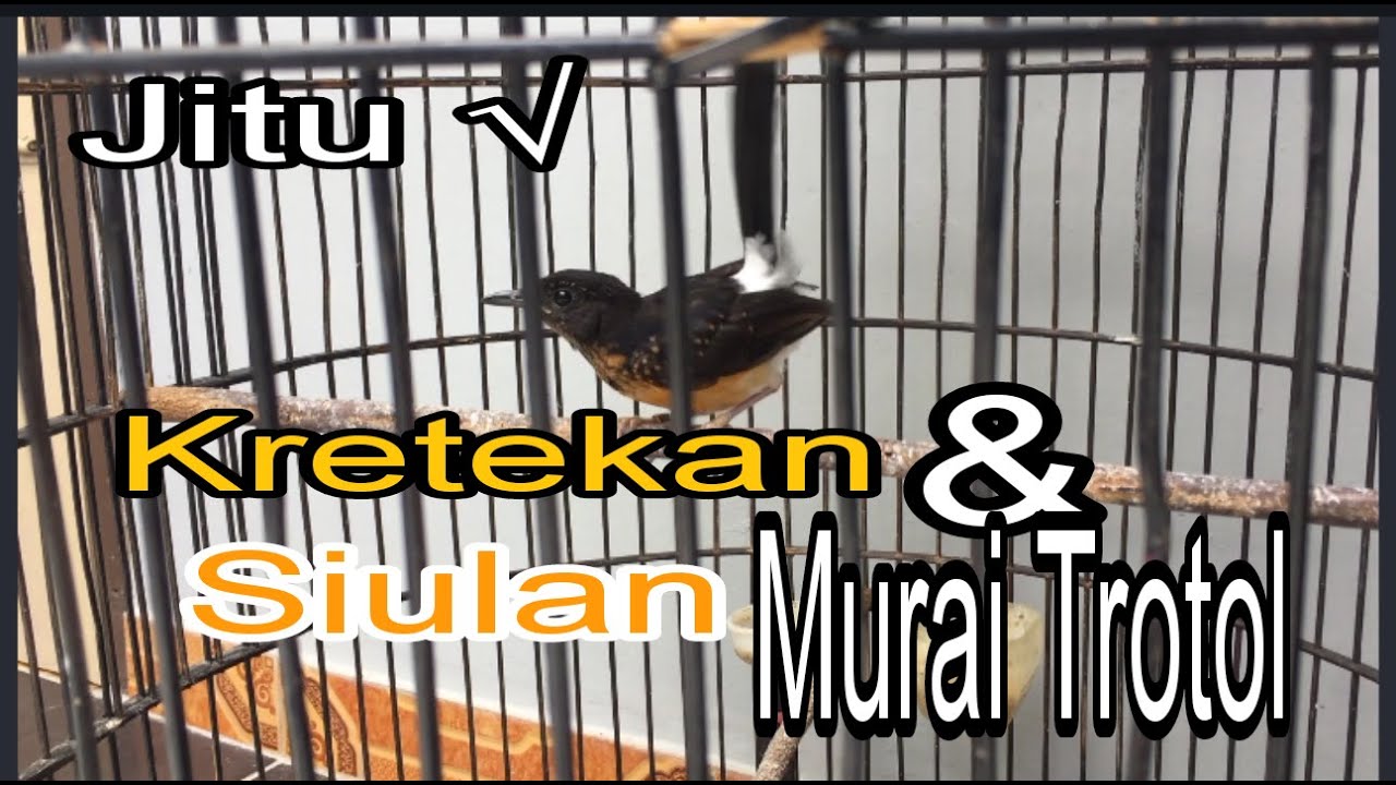 KRETEKAN KERAS,& SIUALAN MURAI BATU TROTOL..JITU MEMBANGKITKAN EMOSI
