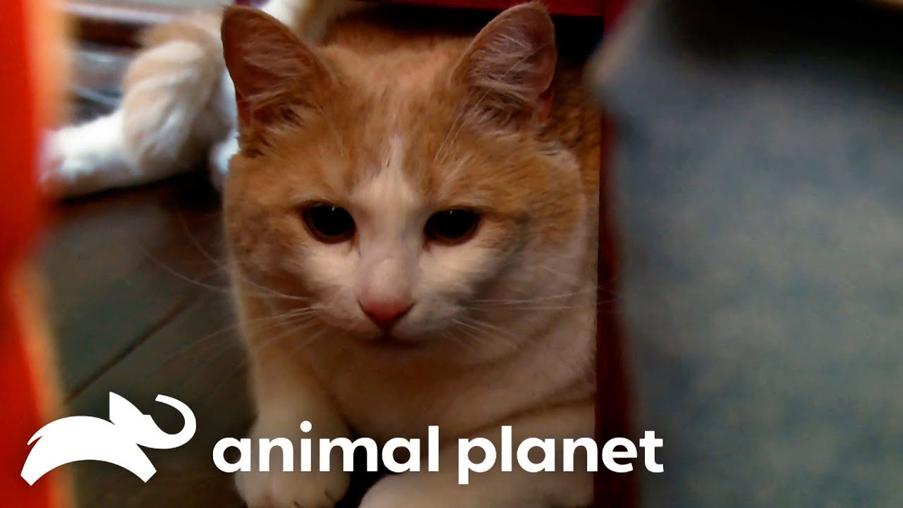 Jackson Shows the Power of Cat Mojo! | My Cat From Hell | Animal Planet