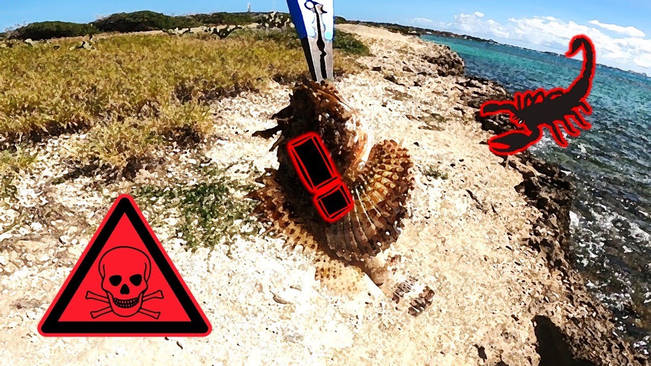 YIKES! VENOMenal Trip to the Noord! (Aruba, Pt. 5/6)