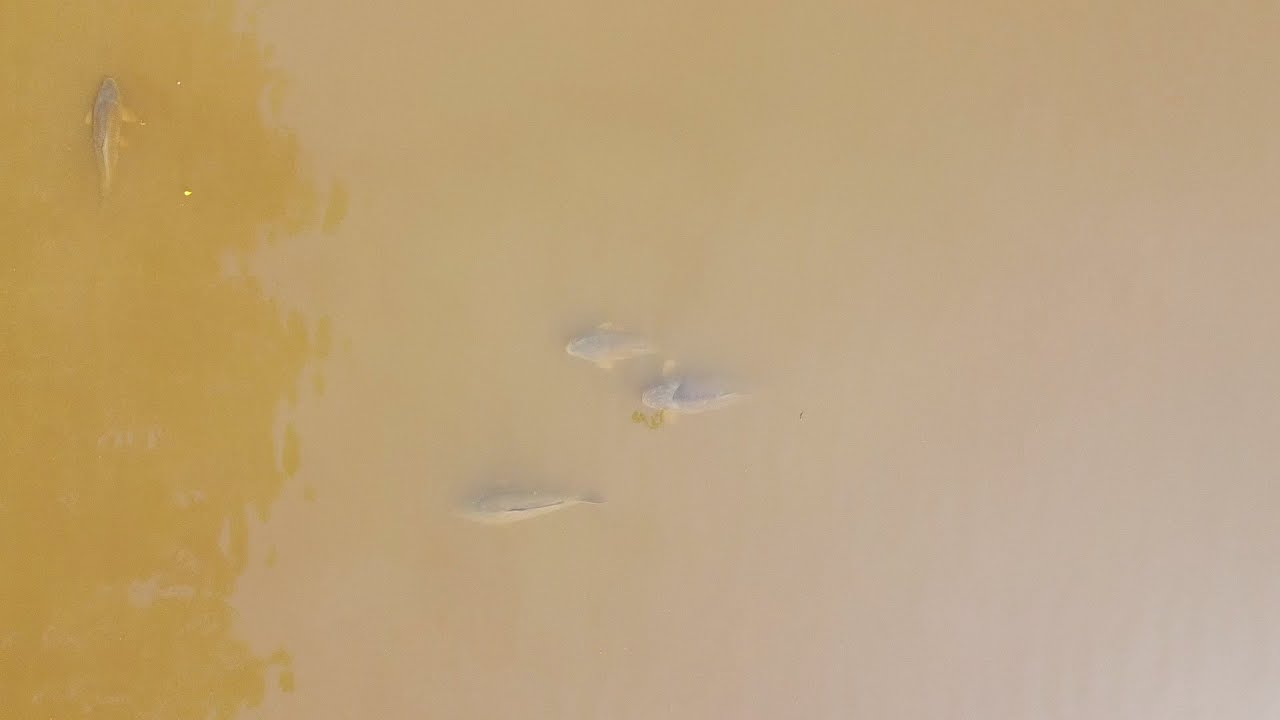 Carp fishing | Kanaalke 2 | Drone Footage | Huge Carp