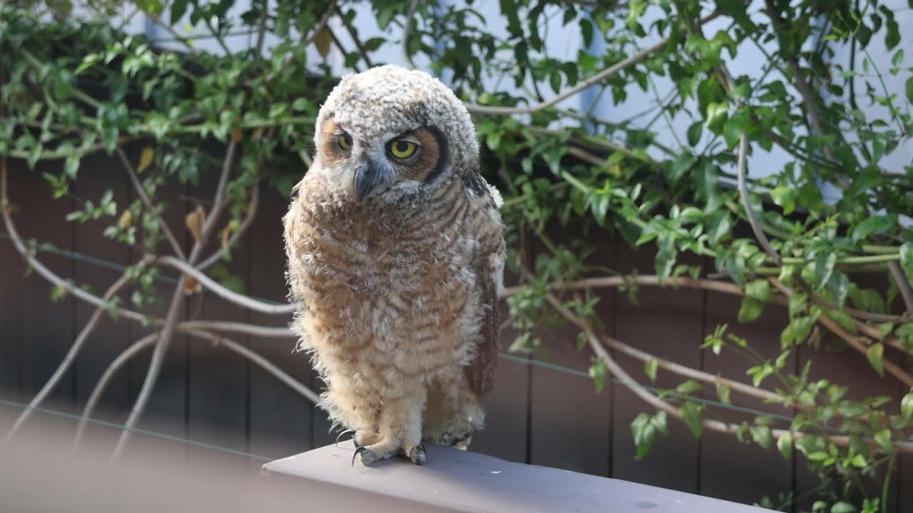 Young Great Horned Owl Stands on One Foot