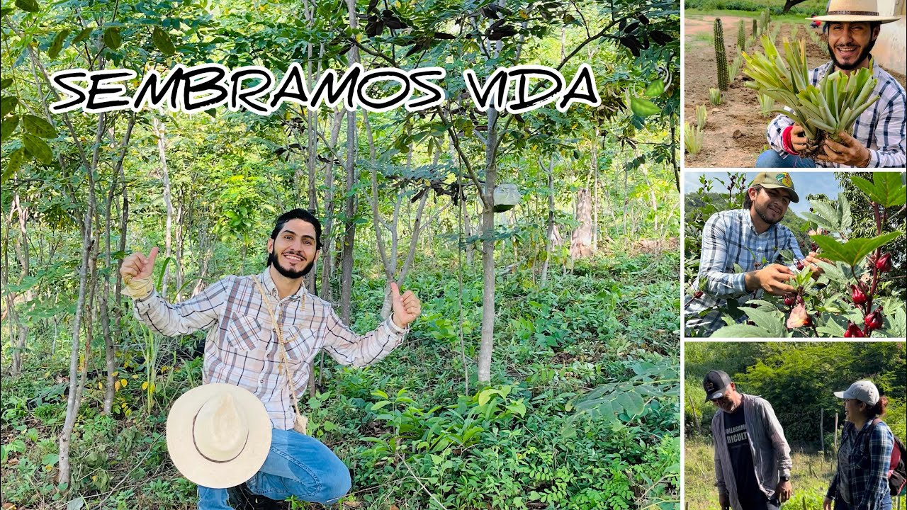 Nos dedicamos a SEMBRAR VIDA…Disfruten el recorrido-Jamaica, piña, madera y mucho más 🤠😱🍃