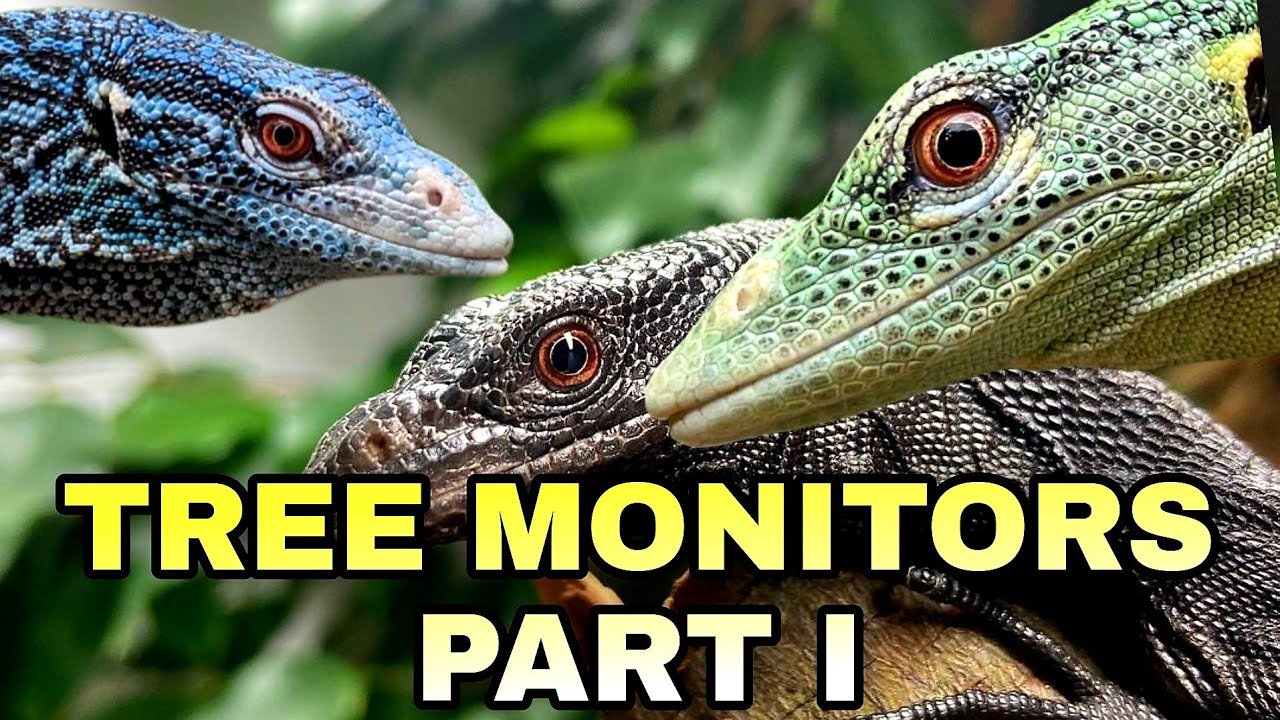 TREE MONITORS PART 1 (V. Prasinus, V. Macraei & V. Beccarii)