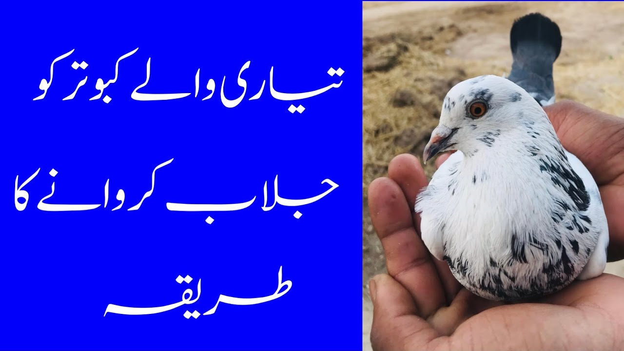 Kabootar Ko Julab Karne Ka Tarika || Afzaal Pigeons