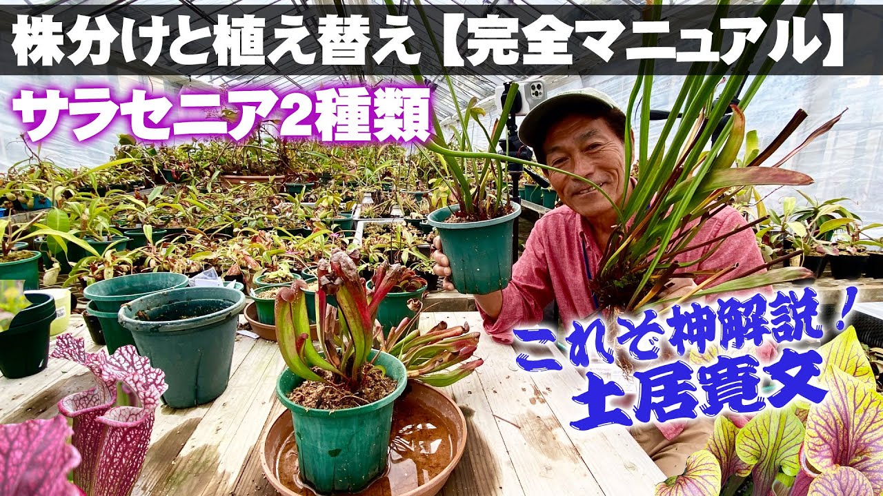 【土居寛文の実演と解説】初心者必見！サラセニアの栽培に失敗する理由を教えます！2種類のタイプ別の植え替え方法の違い【兵庫県立フラワーセンター】