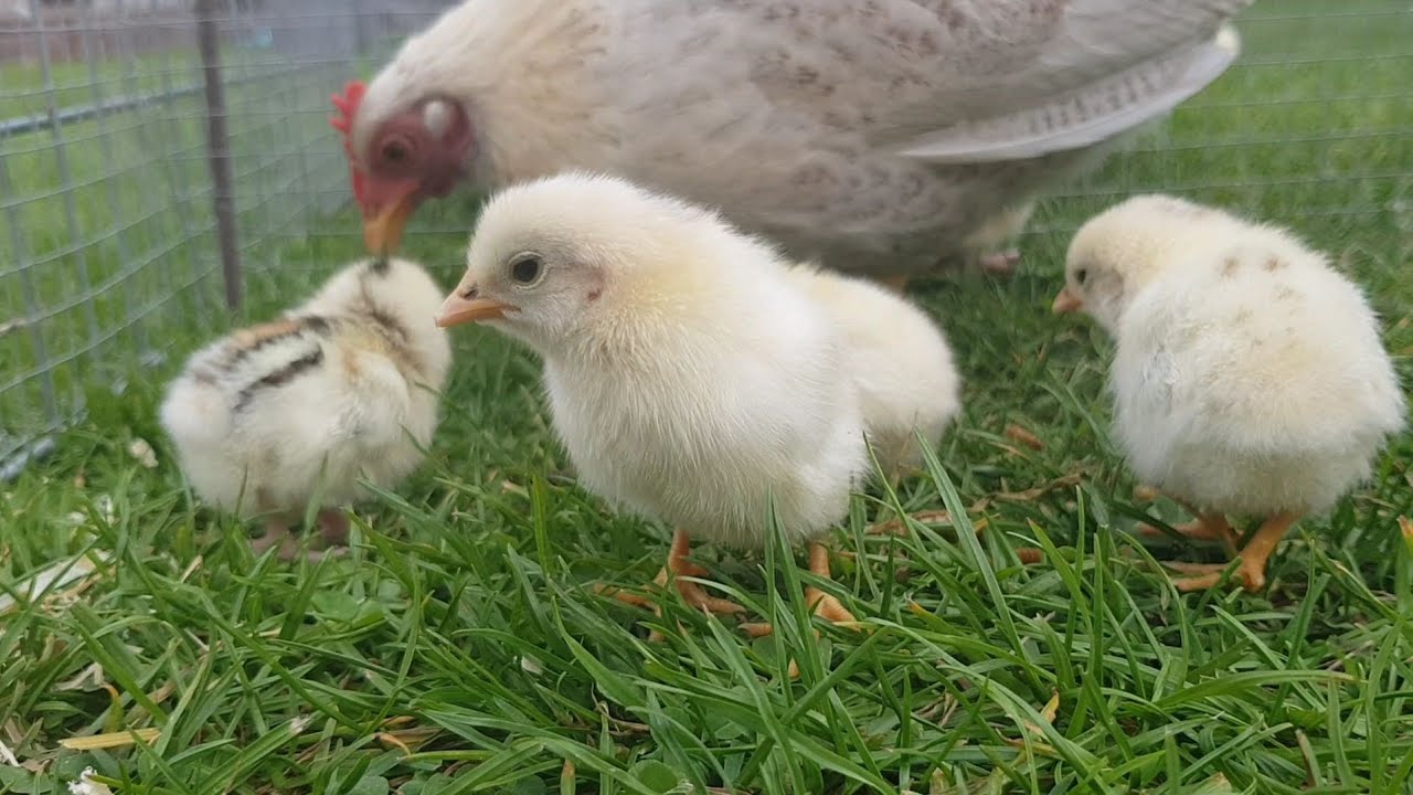 🐣🐔AYAM SERAMA CHICKEN ASMR🐥🐓