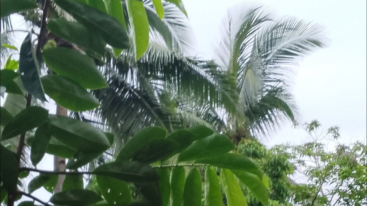 JOURNEY WITH AMALIA is live!