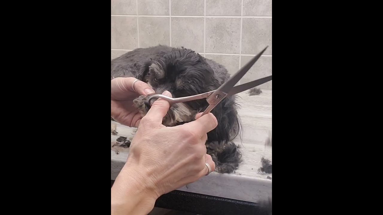 Стрижка морды гаванской болонки ножницами, груминг собак без ограничений.