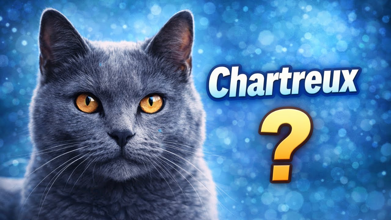 Le Chartreux est-il fait pour vous ? 🐱 Test et conseils d'expert