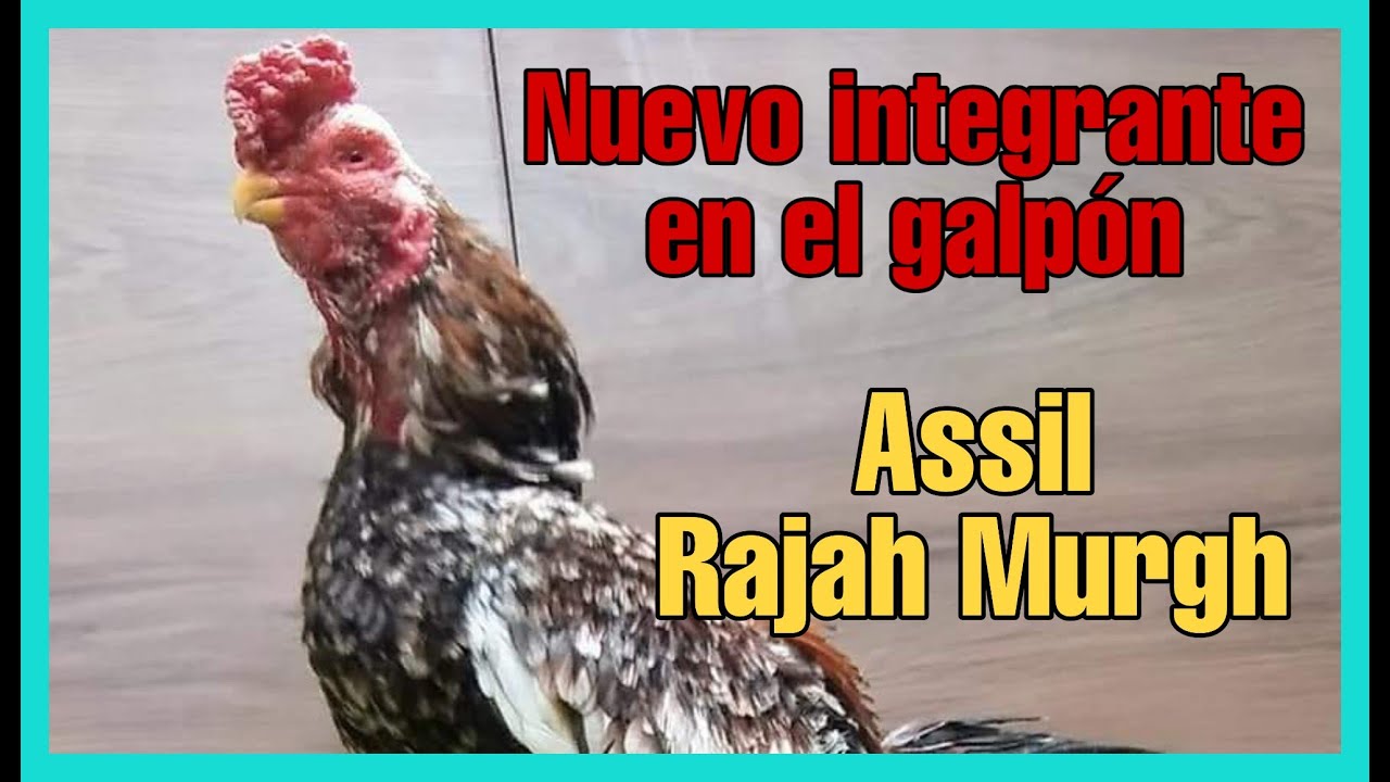 Nuevo integrante del corral | Assil Rajah Murgh
