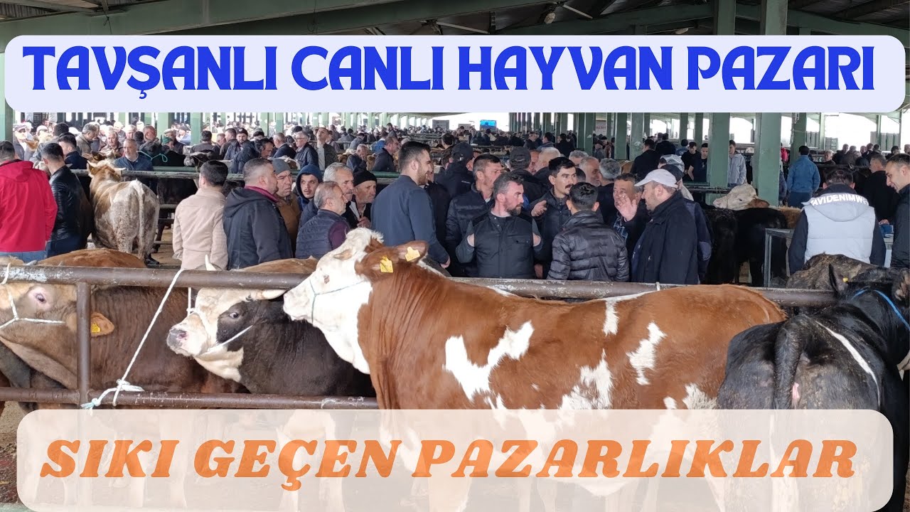 TAVŞANLI CANLI HAYVAN PAZARI 1 MAYIS 2025 GÜNCEL KURBANLIK FİYATLARI SIKI GEÇEN PAZARLIKLAR!!