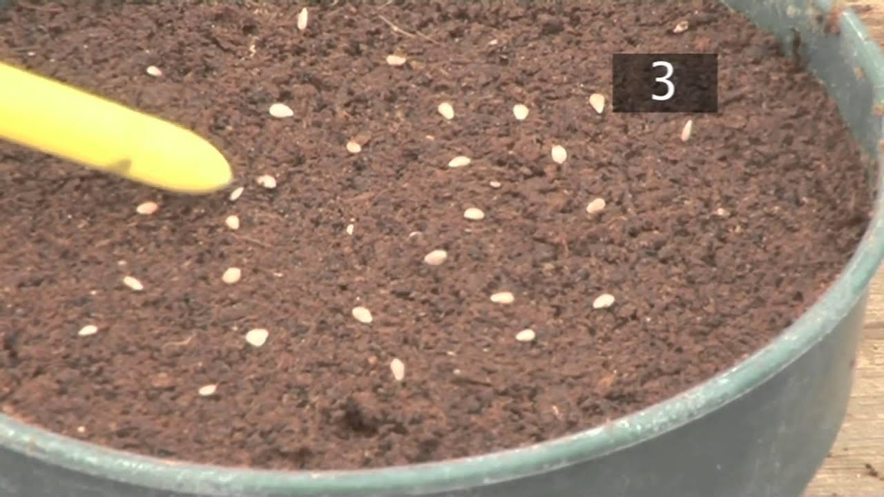 How To Plant Seeds In Pots | Gardening Ideas, Tips & Advice | Homebase