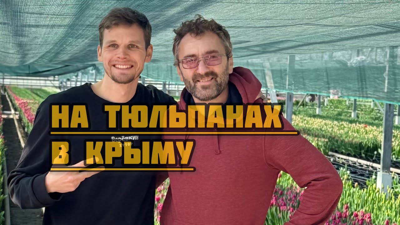 Выгонка тюльпанов в Крыму 