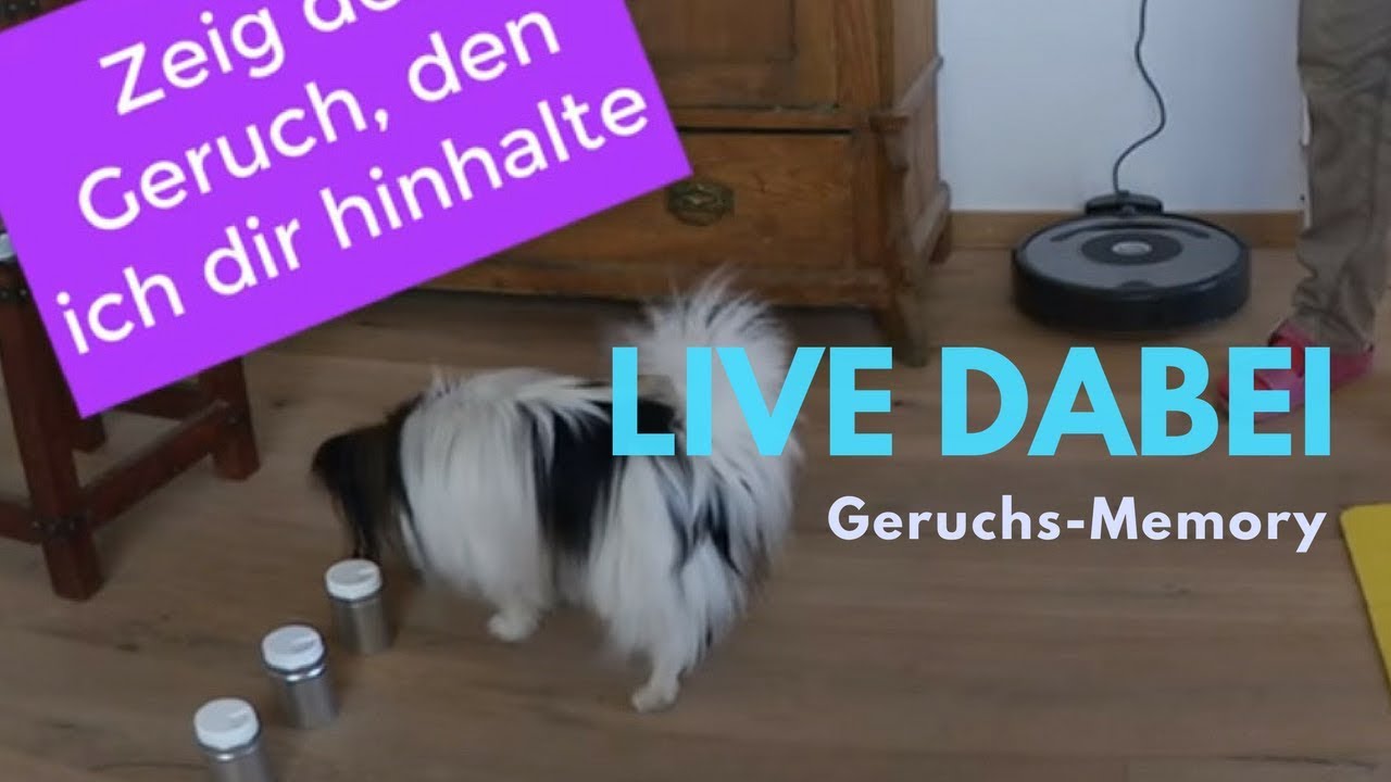Mein lieber Hund Live-Training Cleo Geruchs-Memory