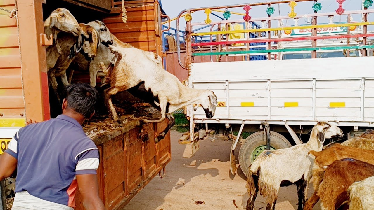 Pebbair sheep market-pebbair market-pebbair santha-sheep videos-pebbair market today 2025-sheep
