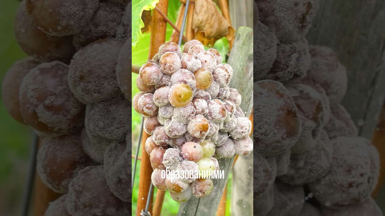 BOTRYTIS CINEREA