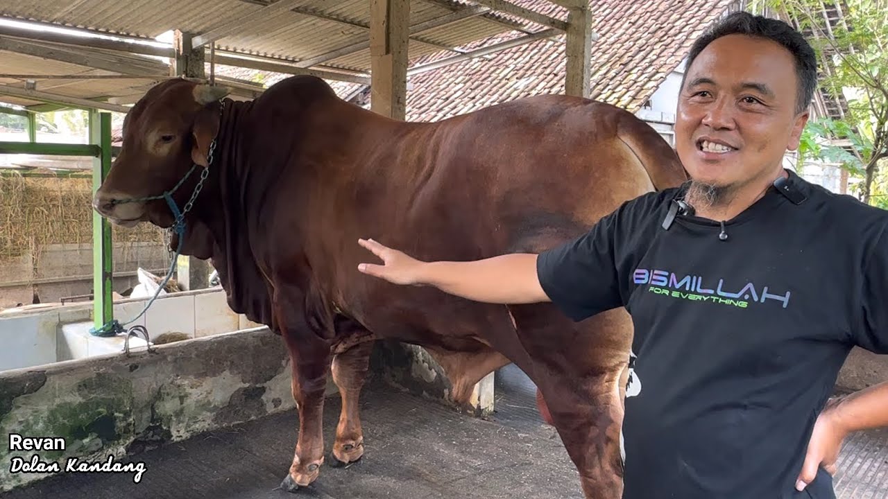 SAPI MONSTER BARU KP, pengganti Djoker Brantas, siap PERANG kontes Jabar ?🔥