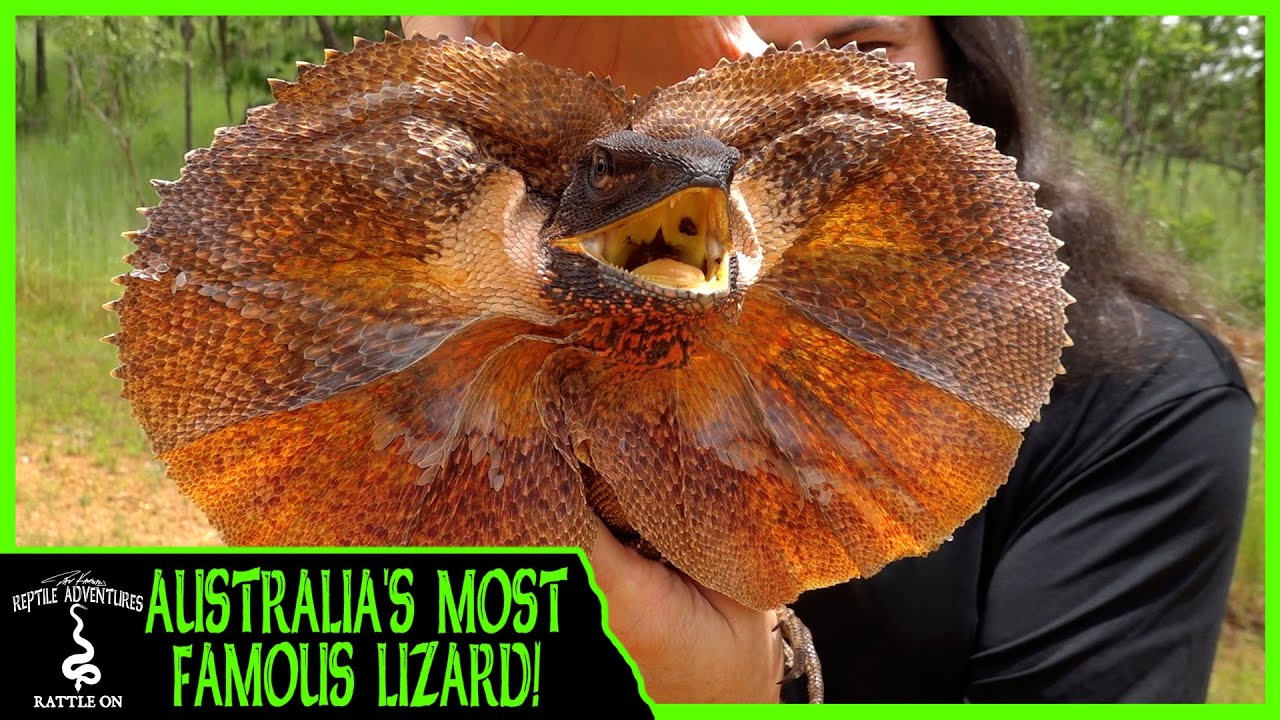 AUSTRALIA'S MOST FAMOUS LIZARD!