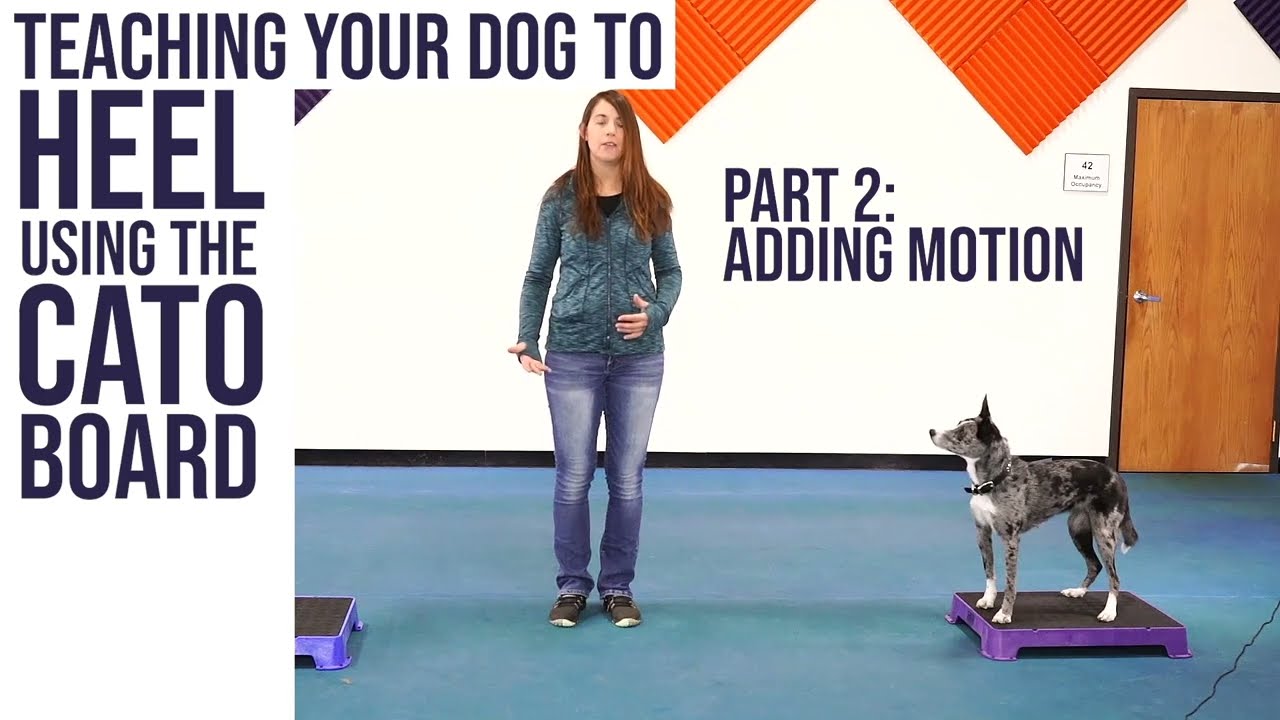 Teach your dog to HEEL using Cato Boards (part 2)