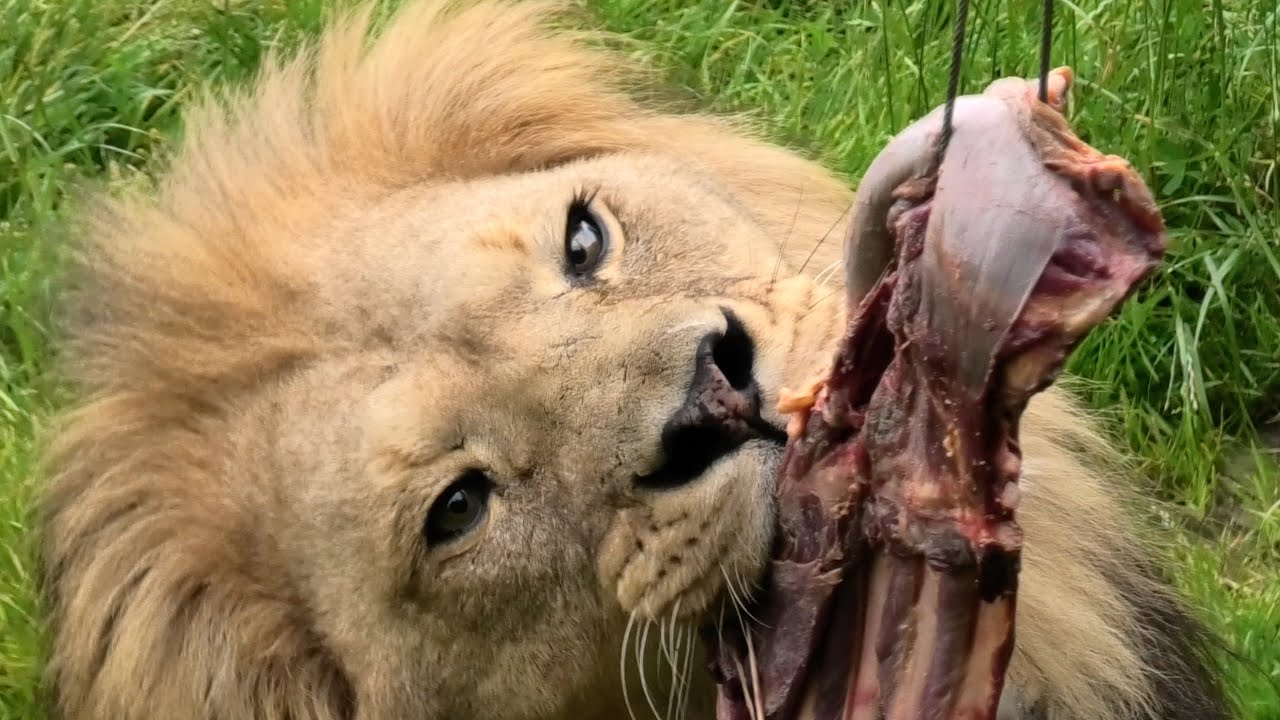 Zooparc Overloon, juni 2024