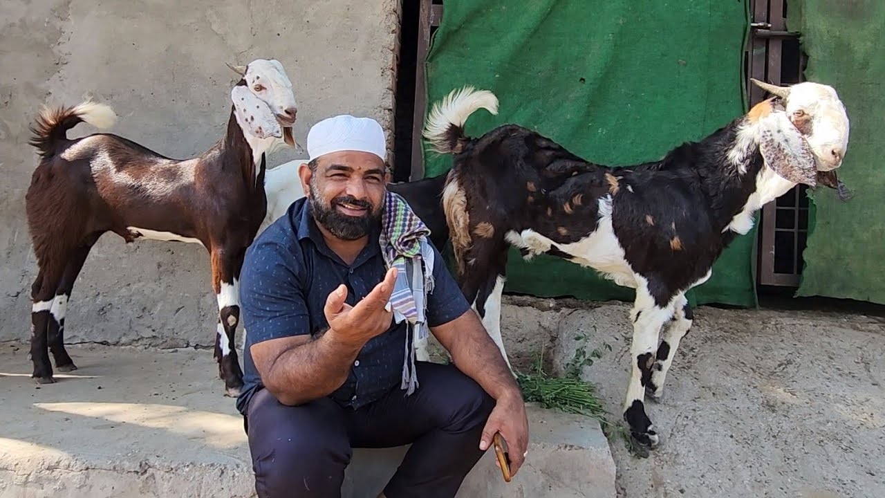 King Of Gujri Goats | Shakeel Bhai Jaipur | Super Quality Bakre | All India.