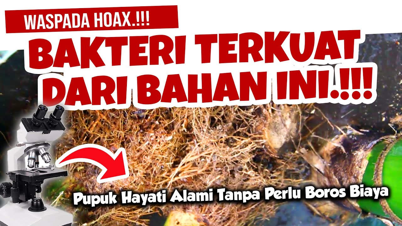 SEMUA JANGAN RAGU .❗ BAKTERI TERKUAT INI MERANGSANG TANAMAN JADI SUBUR & SEHAT | PGPR, JAKABA SUPER