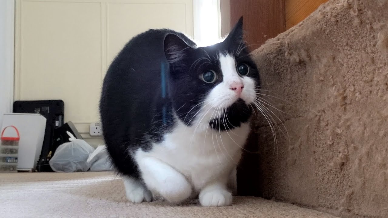 Cat Butt Wiggle Compilation Video