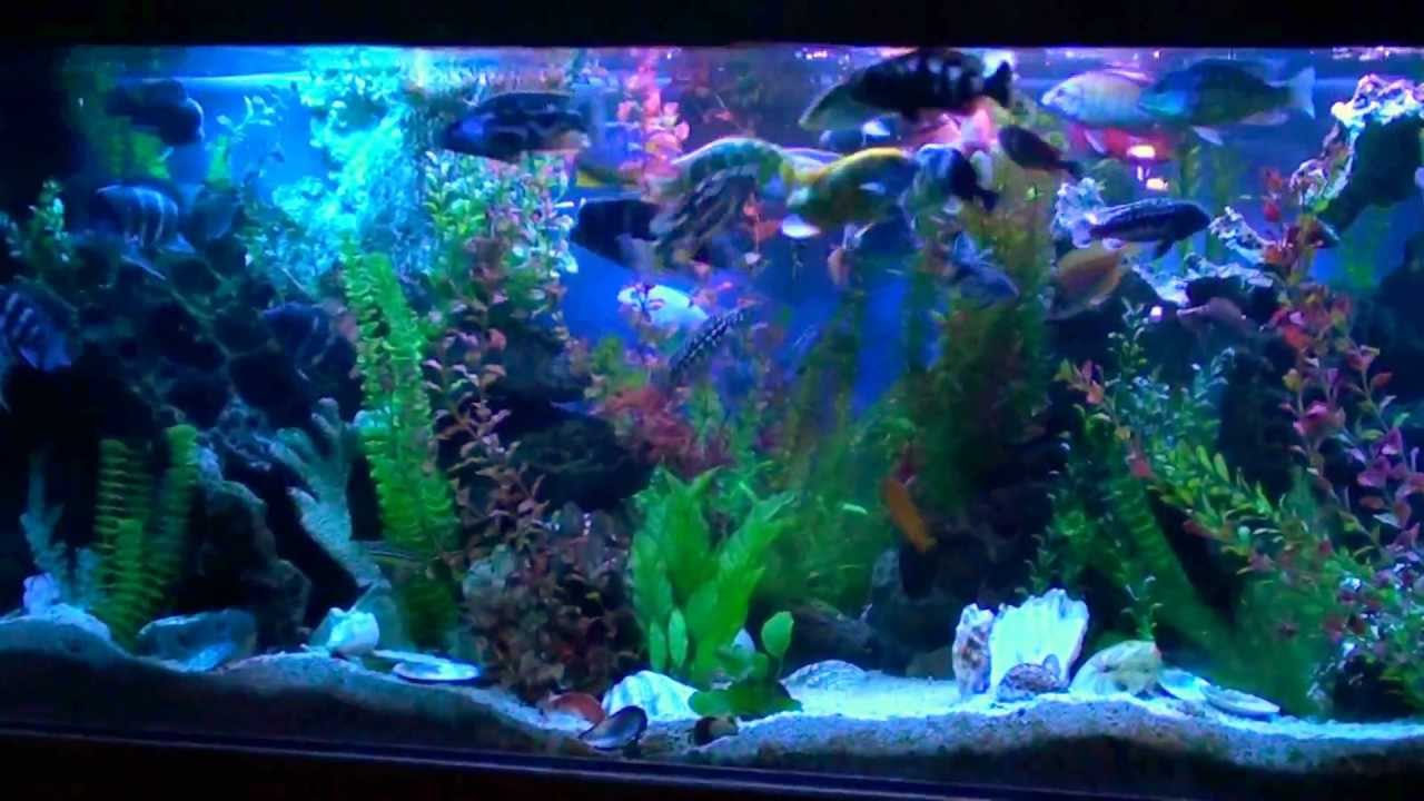 #1 Ranked tank @ ratemyfishtank.com, 300gal & 90 african cichlids from malawi and tanganyika