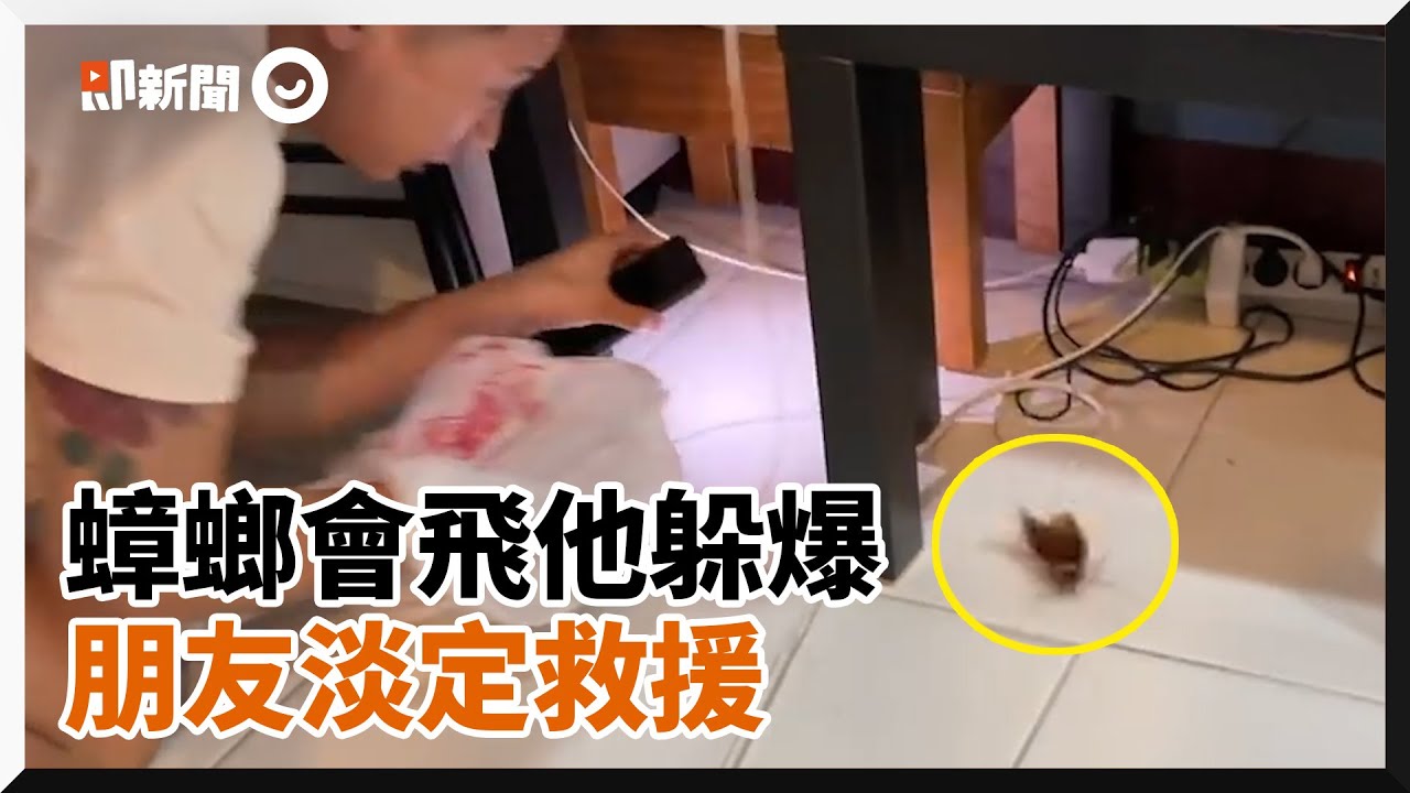 男子見「飛天蟑螂」崩潰求救！朋友淡定處理｜新奇搞笑｜小強
