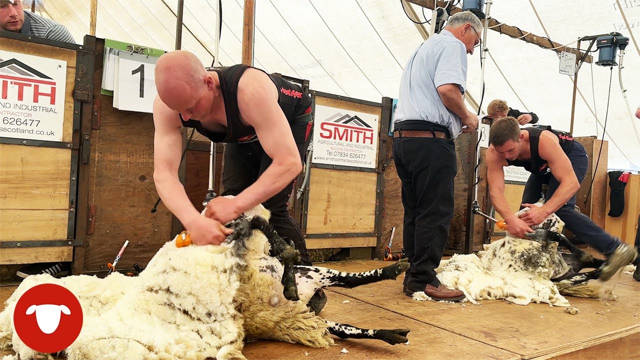 BIG GUNS arrive for this SHEARING COMPETITION