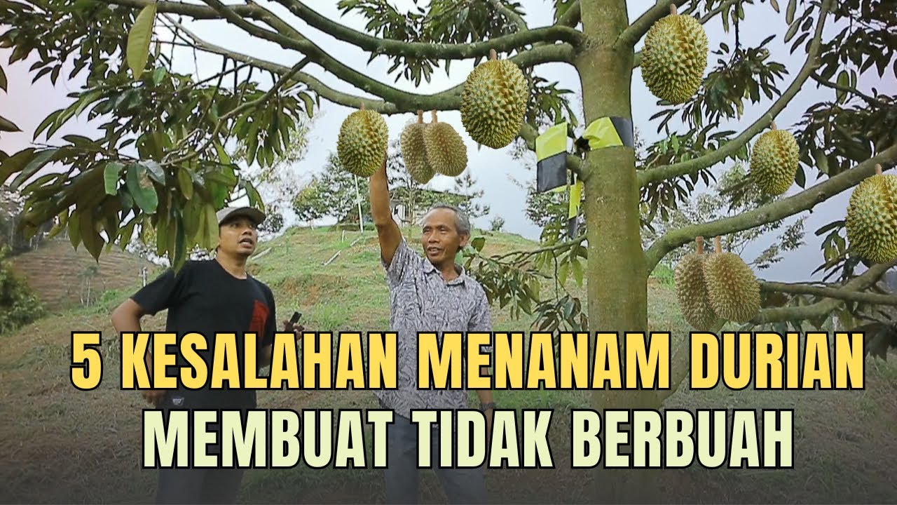 5 KESALAHAN YANG SERING DILAKUKAN SAAT MENANAM POHON DURIAN MEMBUAT HASIL TIDAK MAKSIMAL