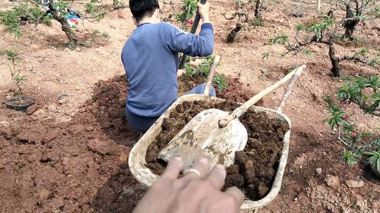 Trồng lại đào sau tết. Chia sẻ thời điểm và cách bón phân cho cây đào tết.