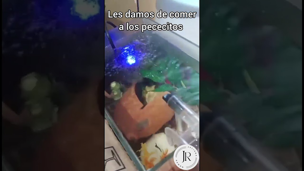 Mis pececitos #feedshorts #fypage #fypyoutube #peces #mascotas #fypシ゚ #fypviralシ #fypp #pecera