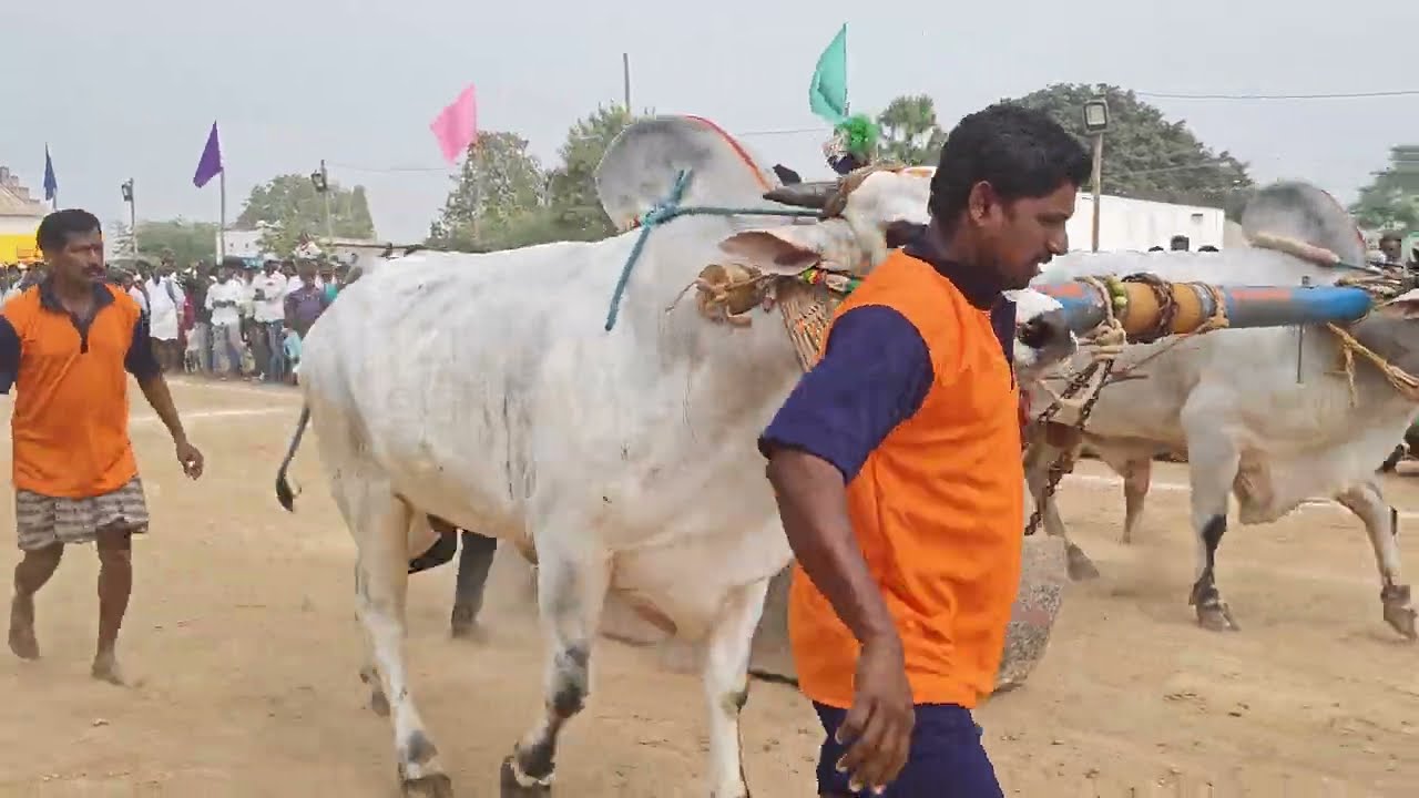 BOREDDY KESAVAREDDY BULLS won 3rd prize in morjampadu 