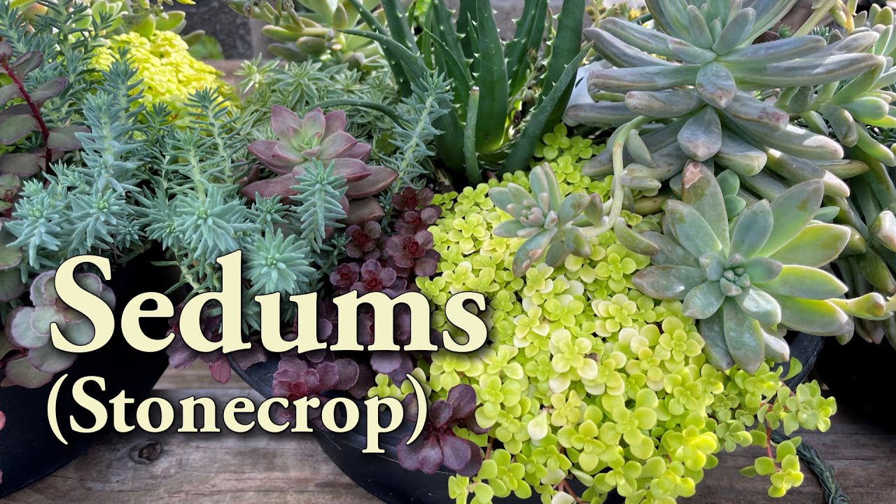 Sedums – Family Plot