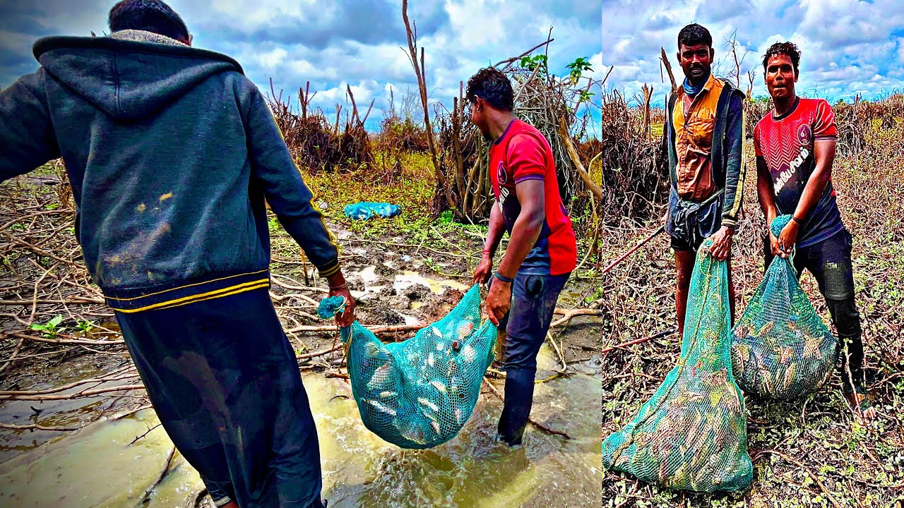 வெழுத்து வாங்கிய மழை ஒரே தூண்டிலில் பிடித்த 50Kg ஜிலேபி மீன்கள் மட்டும் 🙏#நத்தம்மாரியம்மன் 