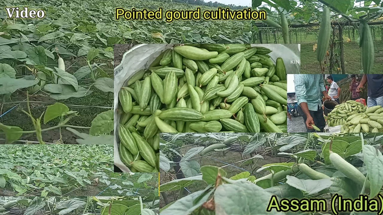 Pointed gourd cultivation/plant/Parwal/Chirang/Assam(India)/@globalvideos8725