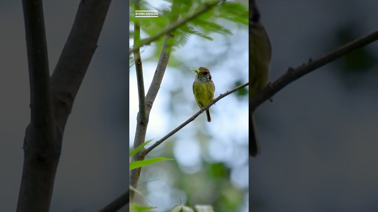 MOSQUETA ENANA (Myiornis auricularis) &ndash; BUSCANDO FAUNA