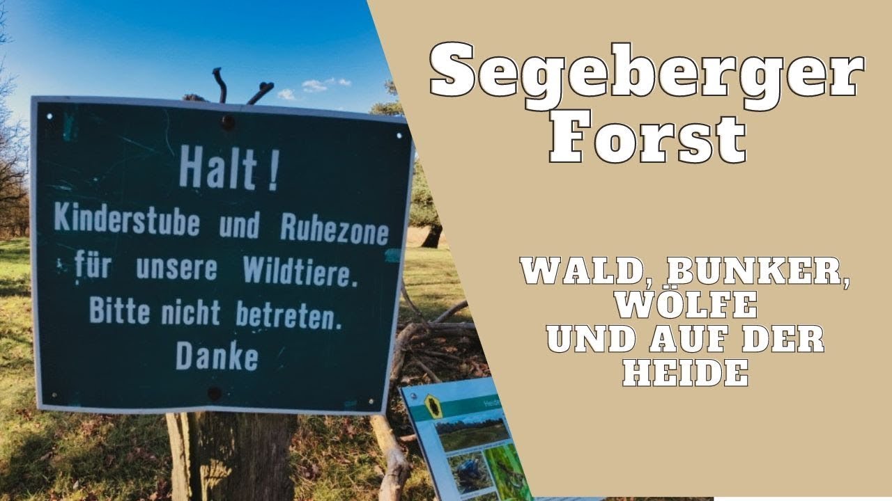 Segeberger Forst - Wald, Bunker, Wölfe und auf der Heide - Wandern in Schleswig Holstein