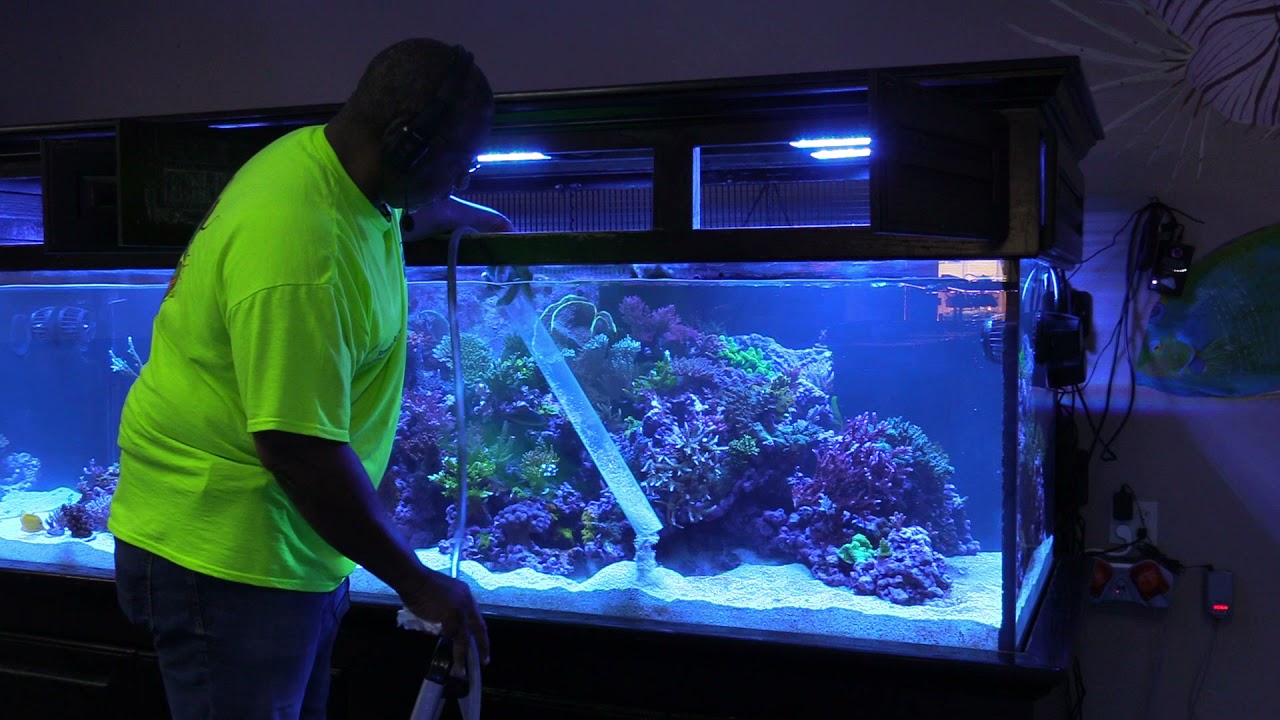 Cleaning the sand in a marine aquarium
