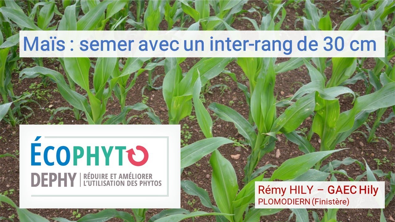 Maïs : semer avec un inter-rang de 30 cm