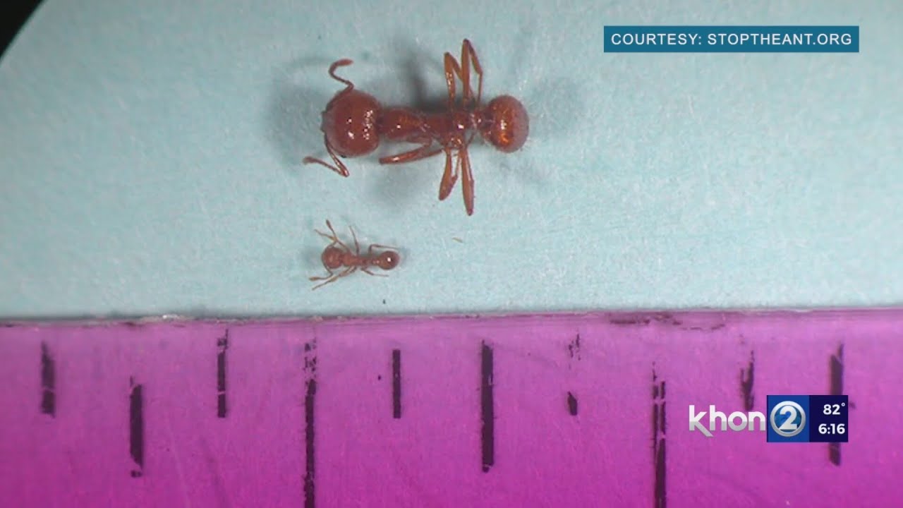 Little fire ant numbers 'are at the tipping point'