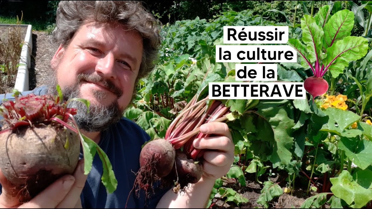 Comment réussir la culture de la BETTERAVE (de la graine à la récolte)『TUTO』