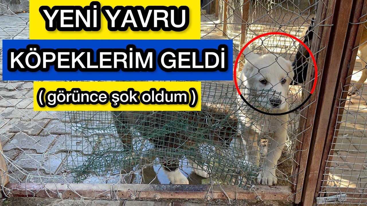 YENİ KÖPEKLERİMİ GÖRÜNCE ŞOK OLDUM! ( Puppy Alabai )