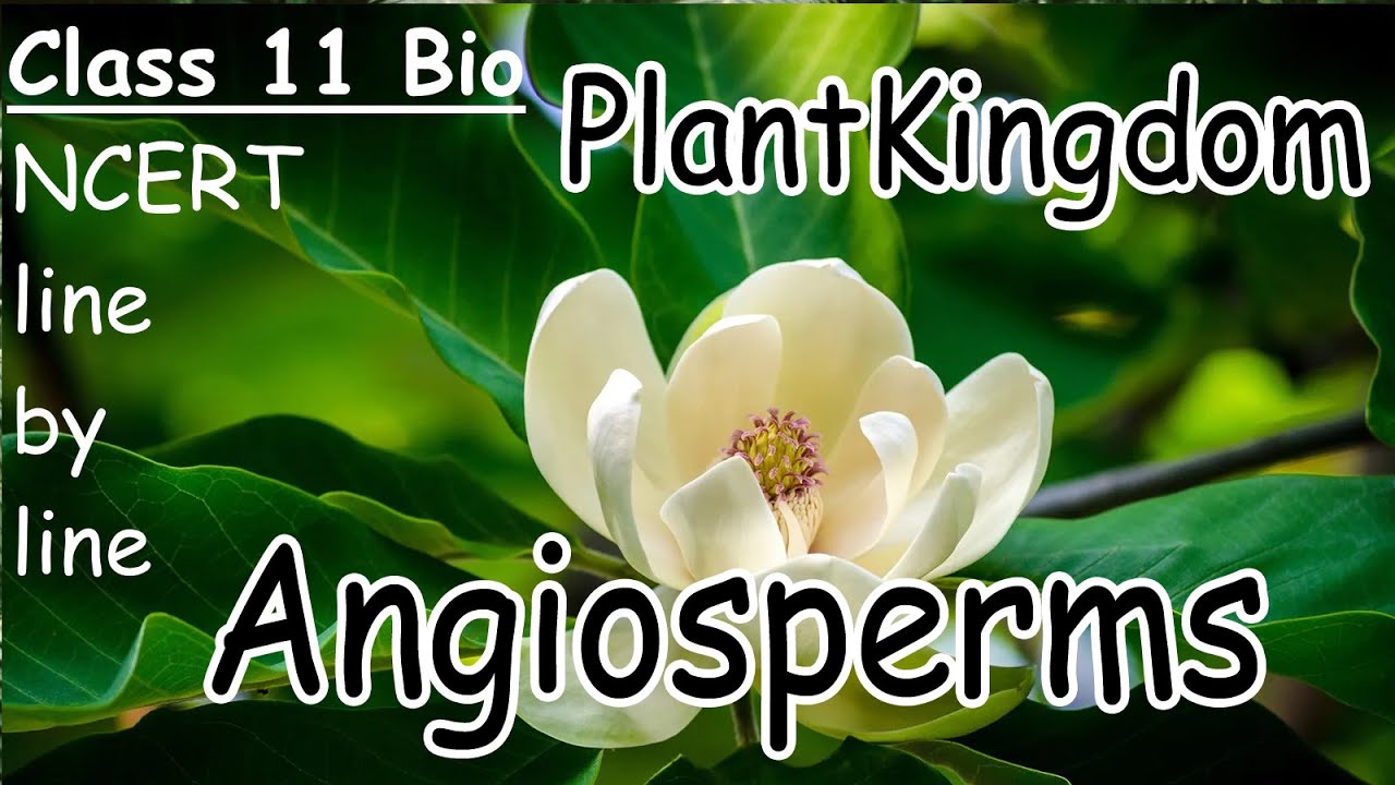 Angiosperms 14 ||  PlantKingdom Ncert line to line 😊#ncertlinebyline