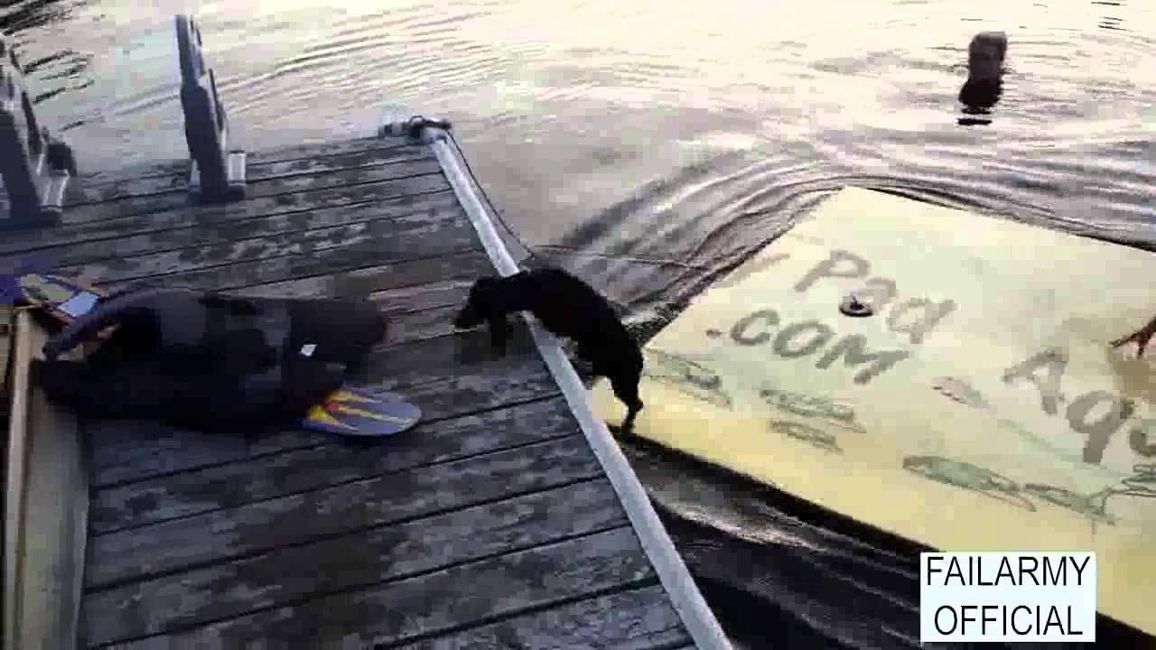 Ultimate Animal Fails || Fail Army Official